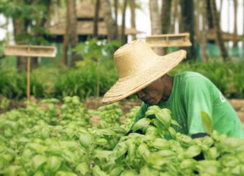 Organic Garden Gallery